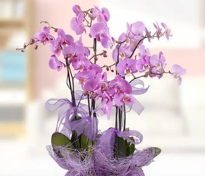 Mor Orkide Bakımı ve Dekorasyonda Kullanımı İçin Kapsamlı Rehber