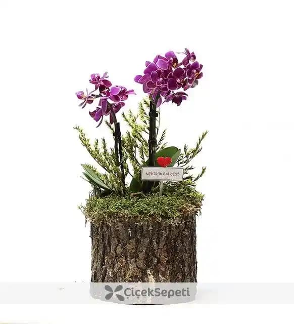 Mor Orkide ile Evinize Zarif ve Doğal Bir Dekorasyon Katmanın Yolları