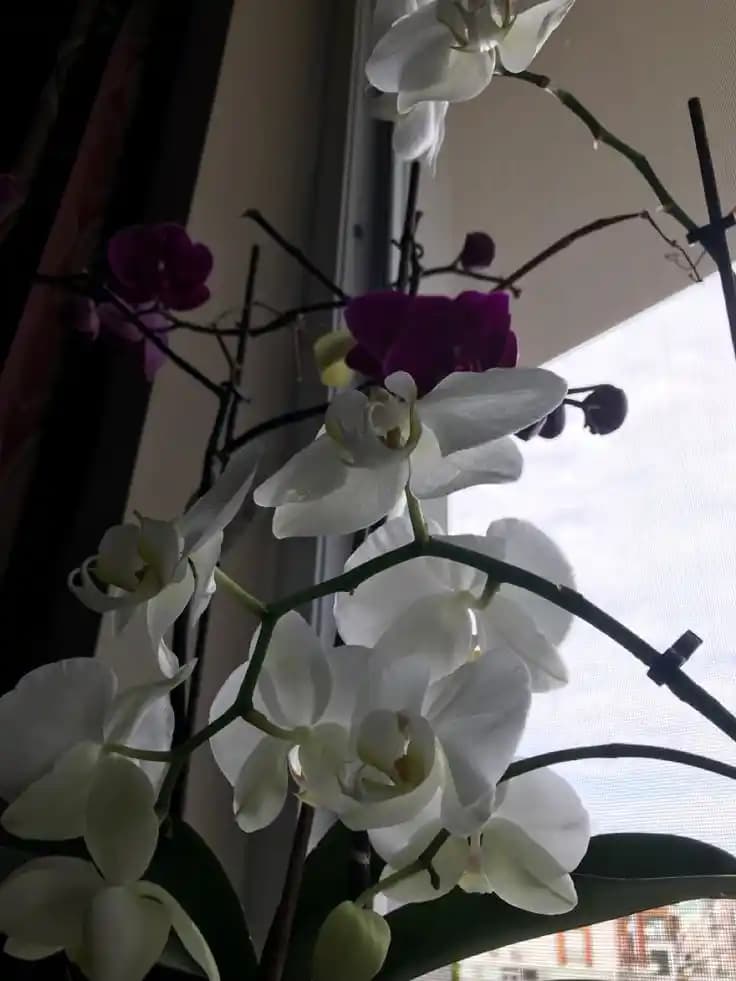 Orkide ile Şık ve Doğal Ev Dekorasyonu İpuçları ve Estetik Kullanım Önerileri