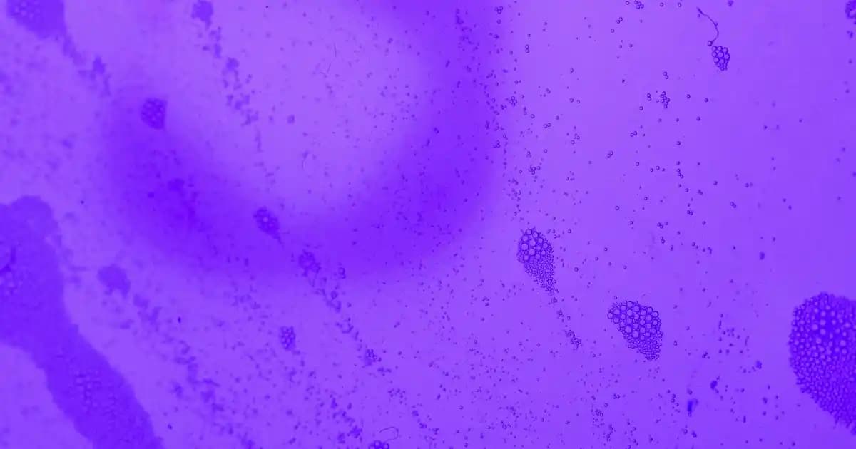 Sofra Dekorasyonunda Pasta Tabağı Seçimi ve Dekorasyon İpuçları