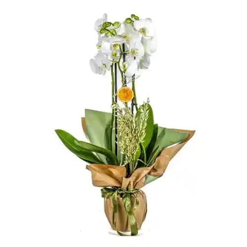 Üç Dal Orkide Sembolü ve Dekorasyonda Kullanım İpuçları