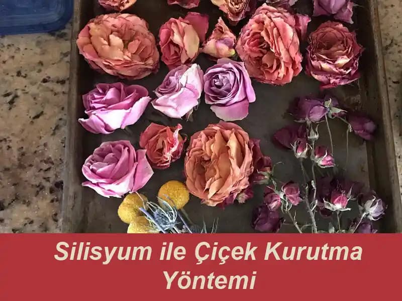 Çiçek Kurutma Yöntemleri ve Dekorasyonda Uzun Ömürlü Kullanım İpuçları