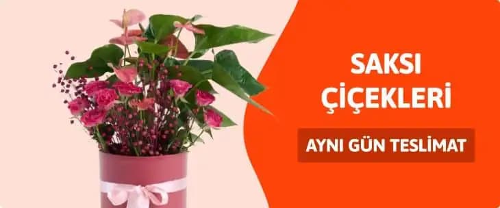 Çiçeksepeti Saksı Çiçekleri ile Dekorasyonunuzu Yenileyin