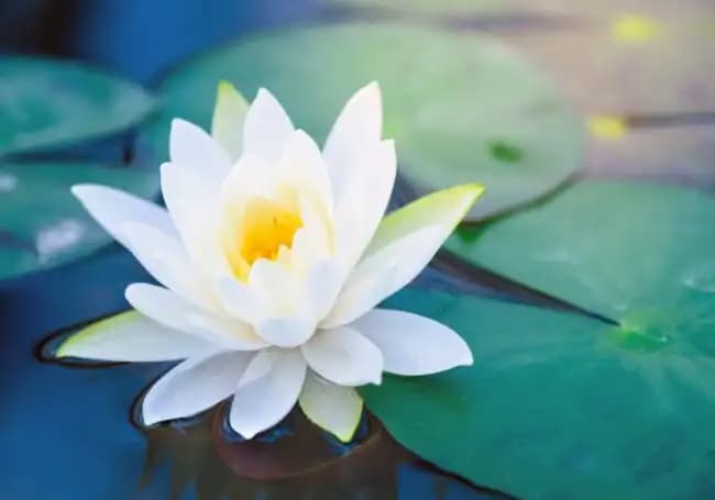 Dekorasyonda Lotus Çiçeği: Sembolik Anlamı ve Estetik Kullanım İpuçları