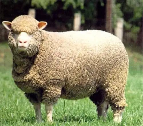 Merinos Yün ile Dekorasyonda Doğal ve Şık Çözümler Sunan Sürdürülebilir Malzeme