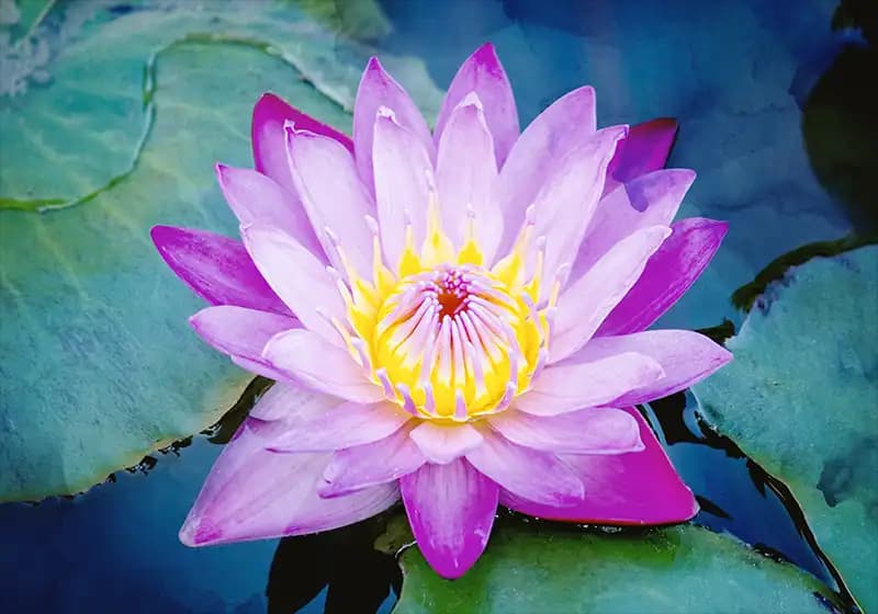 Mor Lotus Çiçeği: Sembolik Anlamları ve Dekorasyonda Kullanım İpuçları