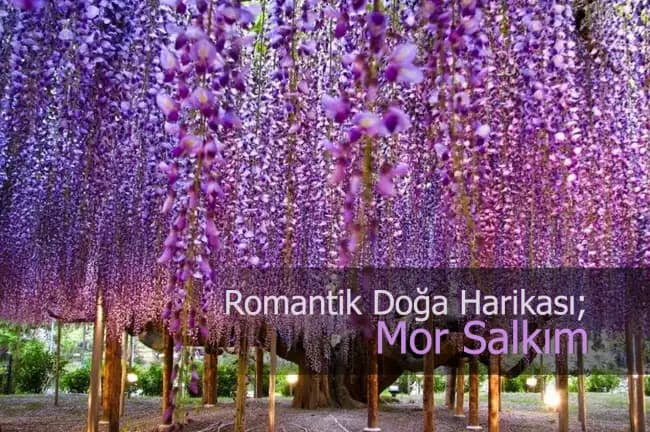 Mor Salkım Söğüt Ağacı ile Dekorasyonda Doğal Şıklık ve Estetik Uygulamalar
