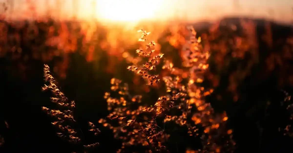 Paşabahçe Cam Tuzluk: Dekorasyonda Şıklık ve İşlevselliğin Mükemmel Buluşması