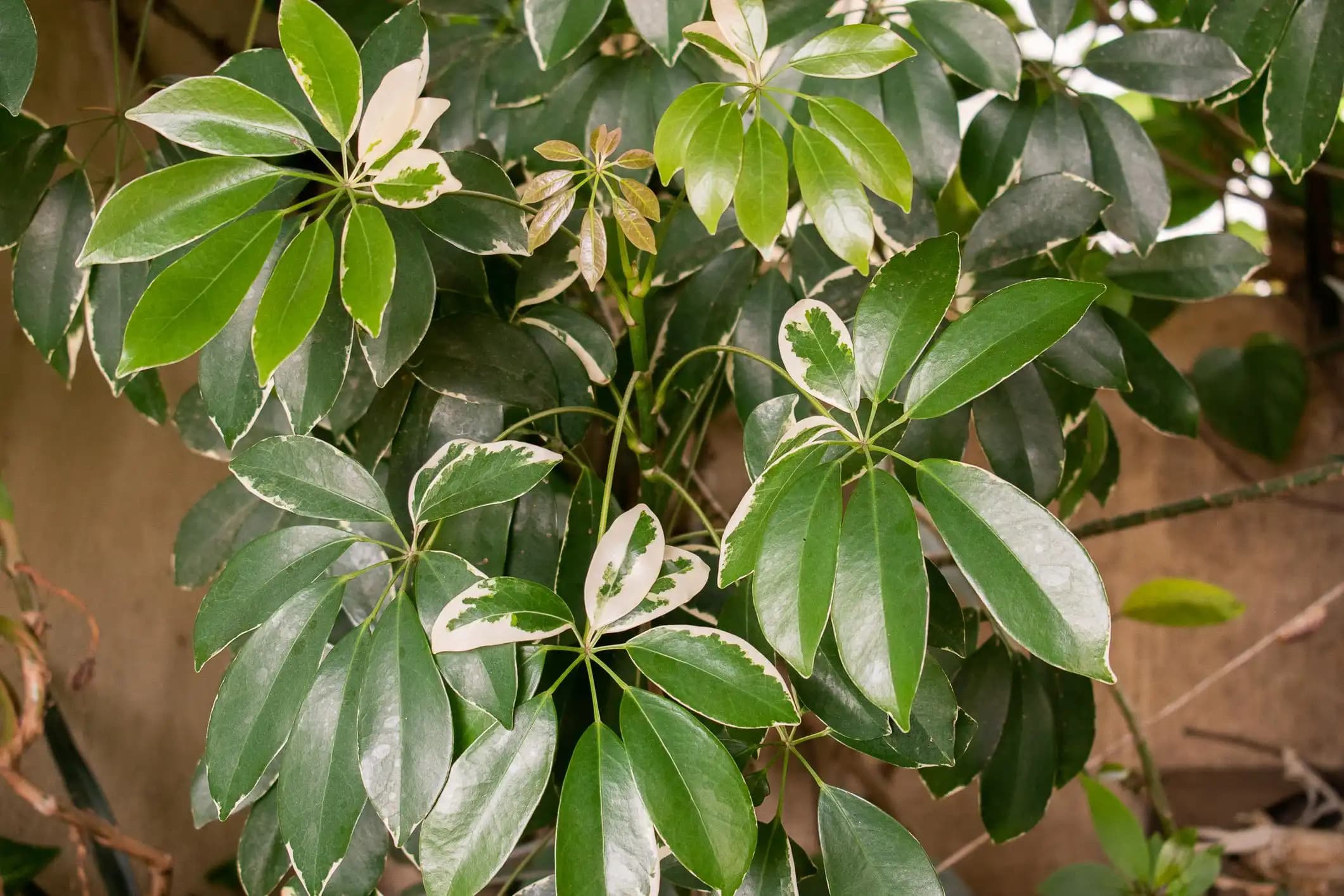 Schefflera Bitkisinin Dekorasyondaki Yeri ve Bakım İpuçlarıyla Şık Bir İç Mekan Yaratın