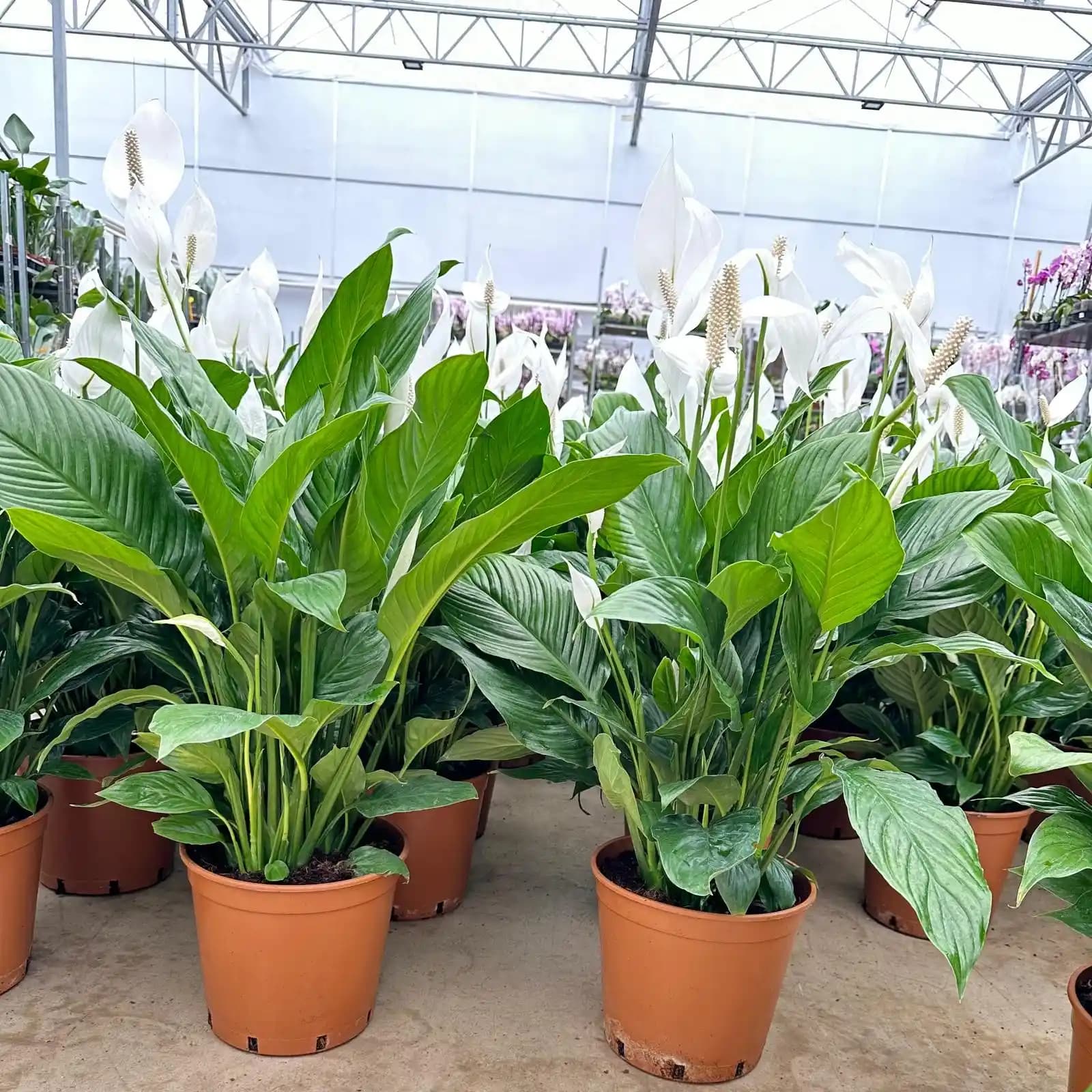 Spathiphyllum Çiçeği ile Dekorasyonda Zarafet ve Doğallık Sağlayan Bitki Seçenekleri