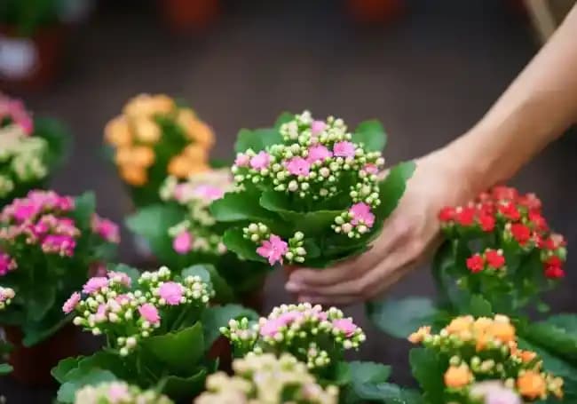 Sürekli Çiçek Açan Saksı Çiçekleri ile Dekorasyonunuzu Canlandırın ve Mekanlara Renk Katın