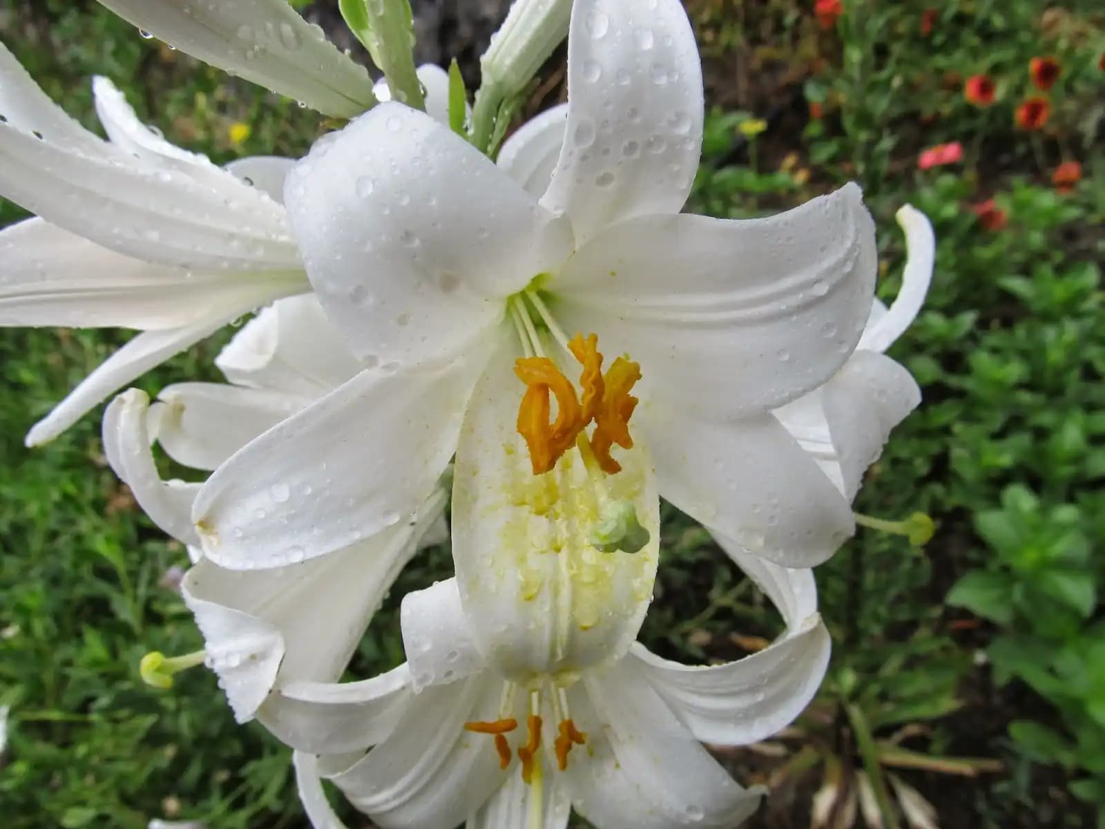 Zambak (Lilium) Çiçeğinin Dekorasyondaki Estetik ve Sembolik Önemi