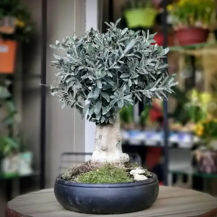 Zeytin Ağacı Bonsai ile Dekorasyonunuza Zarif ve Anlamlı Bir Dokunuş Katın