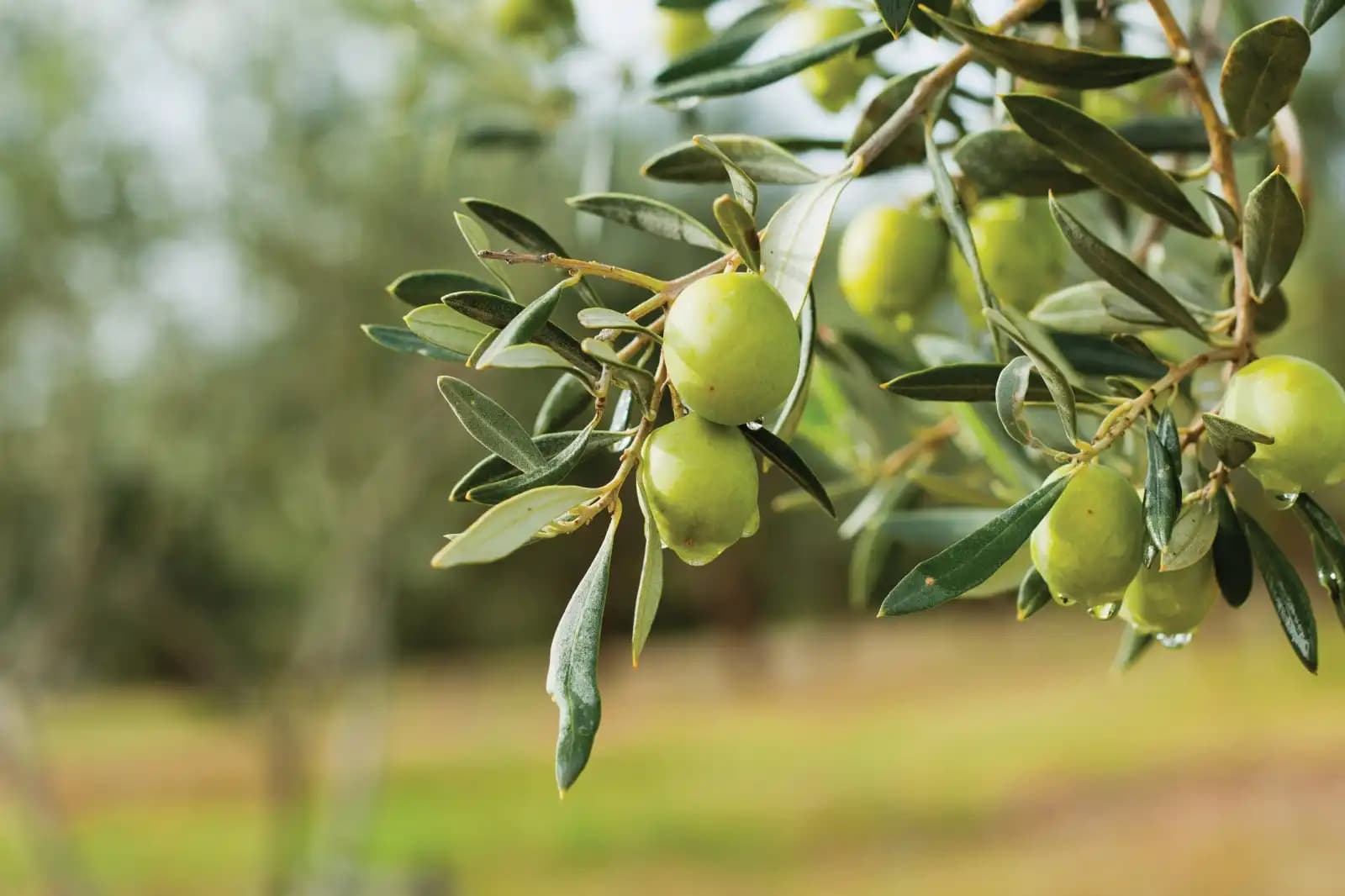 Zeytin Ağacı Dekorasyonuyla İç Mekânlara Doğal ve Zarif Bir Dokunuş Katın