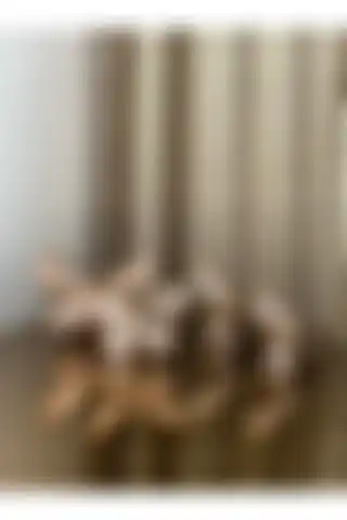 Housess Dekoratif 2'li Kelebek ve 2'li Kuş Mini Biblo Süs ile Modern Ev Dekorasyonu