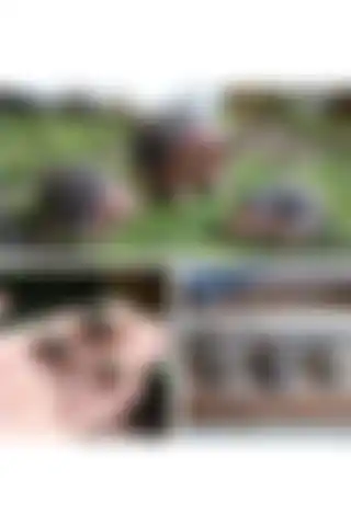 Himi Teraryum Objeleri: Kirpi Teraryum Seti İncelemesi ve Kullanım Önerileri